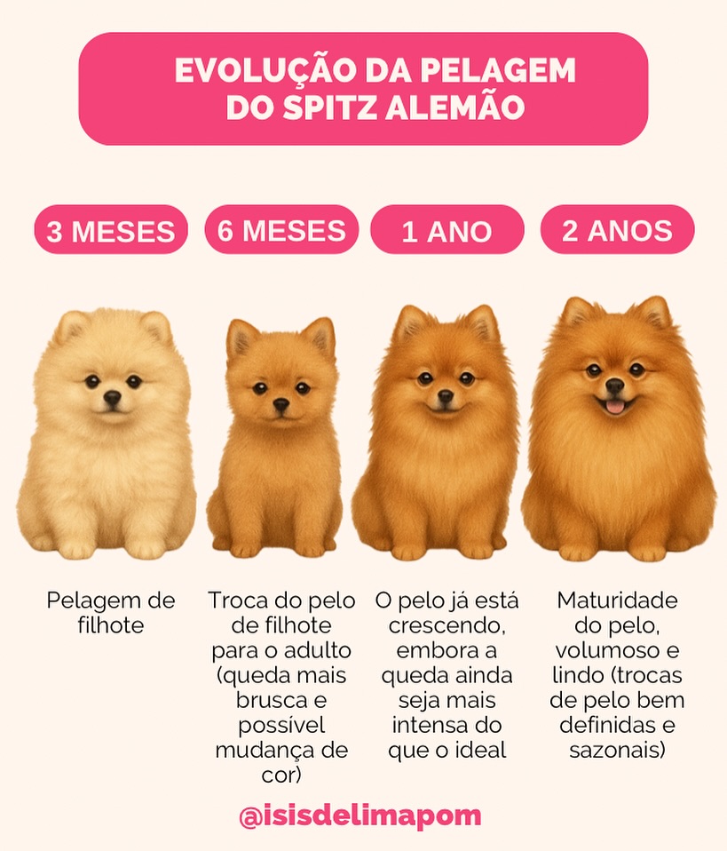 Canil Lira - Evolução