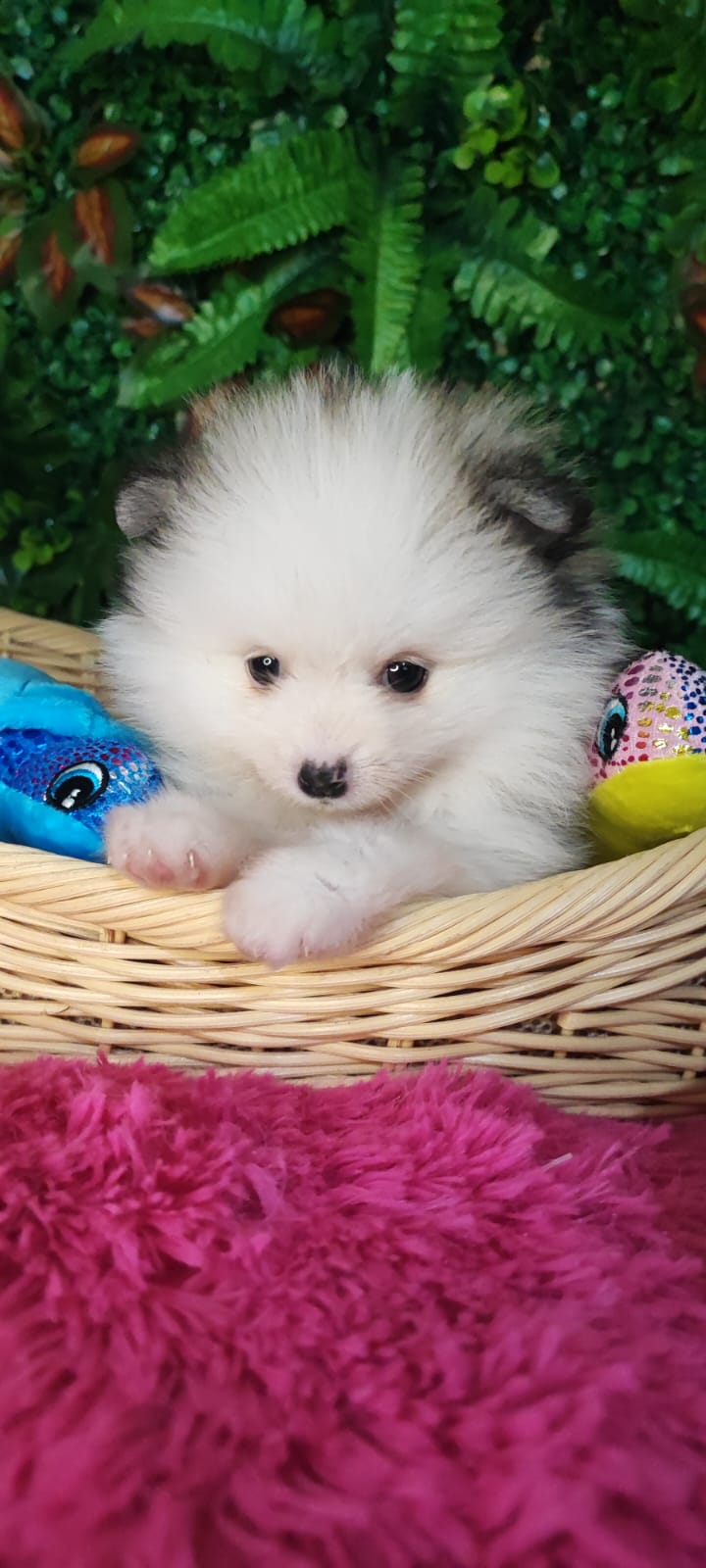 Canil Lira - Ninhada Primavera 2025