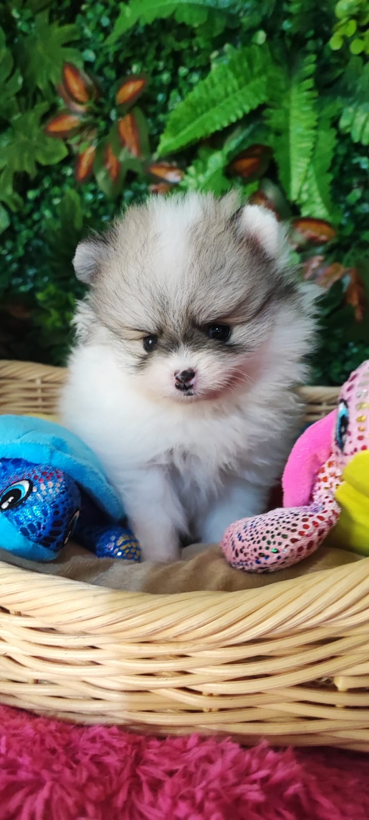 Canil Lira - Filhotes Brincando