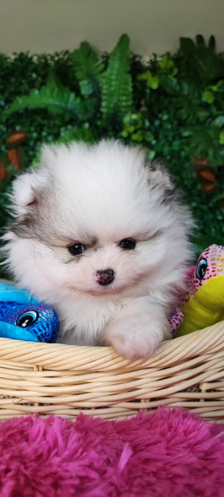 Canil Lira - Primeira Aventura