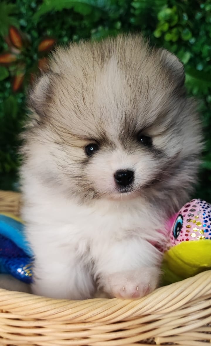 Canil Lira - Momento Carinho