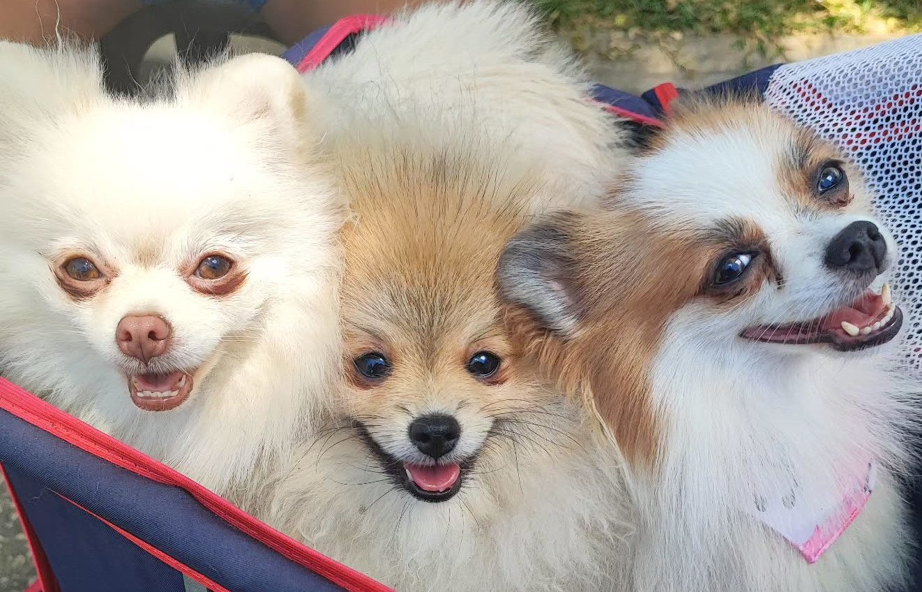 Spitz Alemão - Canil Lira