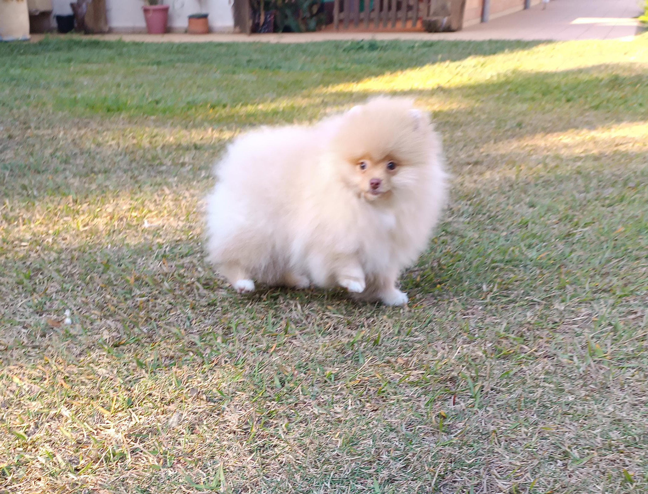 Canil Lira - Noah Lira