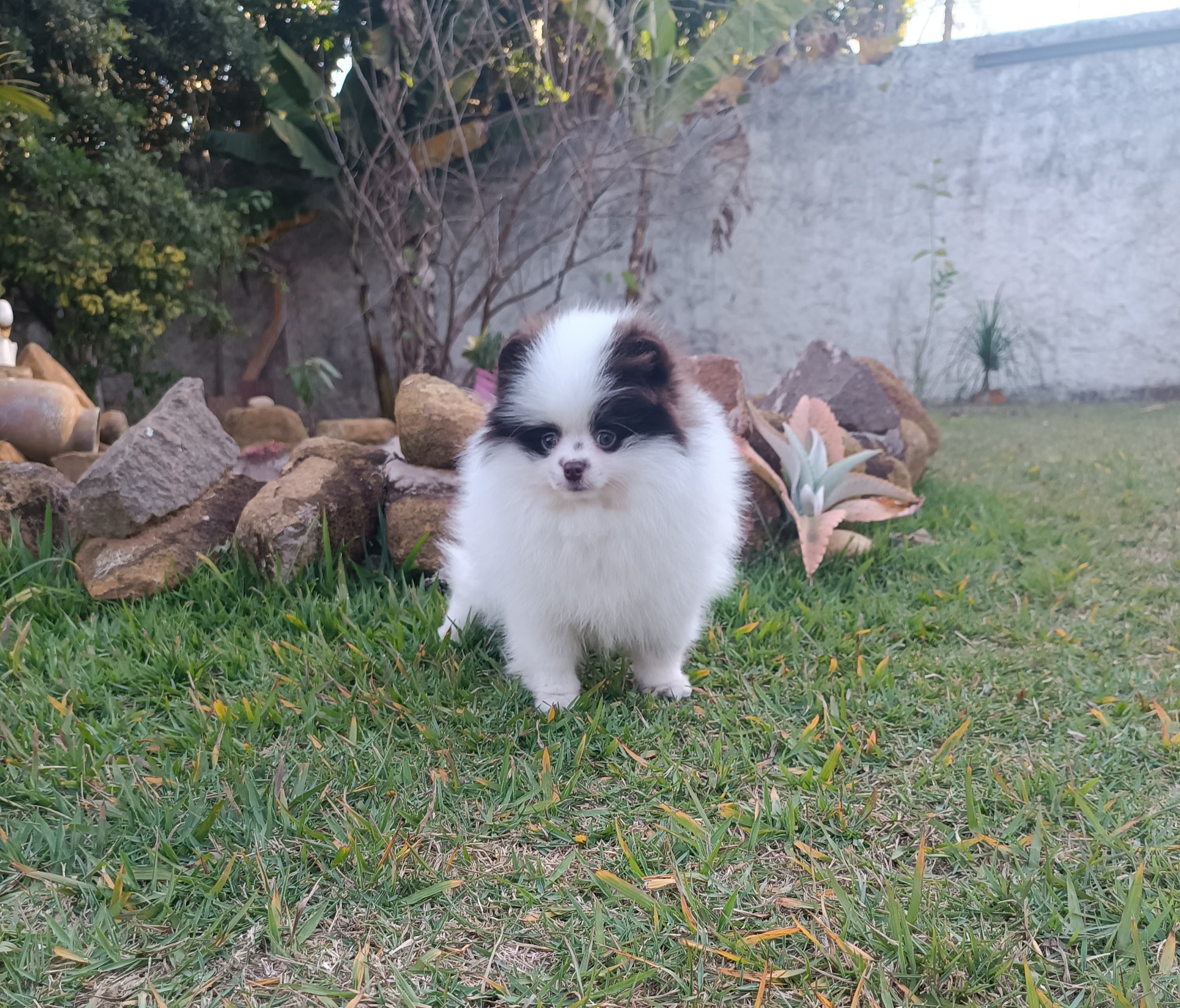 Canil Lira - Eva Lira