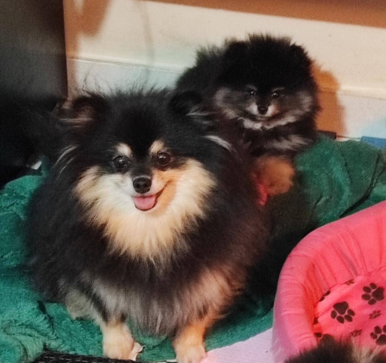 Canil Lira - Vitória Lira